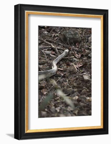 Python Snake (Pythonidae), Ranthambhore, Rajasthan, India-Janette Hill-Framed Photographic Print