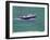 PZ 590, 1999-John Miller-Framed Giclee Print