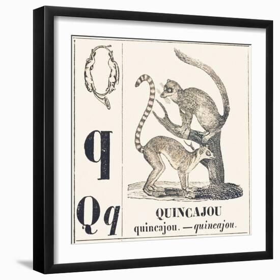 Q for Chincajou (A Species of Wild Cat that Lives in the Forests of North America), 1850 (Engraving-Louis Simon (1810-1870) Lassalle-Framed Giclee Print