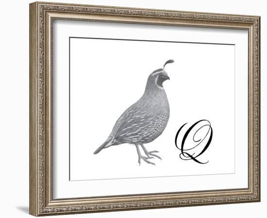 Q is for Quail-Stacy Hsu-Framed Art Print