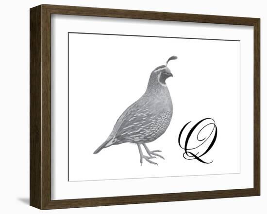 Q is for Quail-Stacy Hsu-Framed Art Print