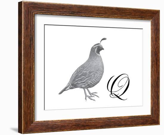 Q is for Quail-Stacy Hsu-Framed Art Print