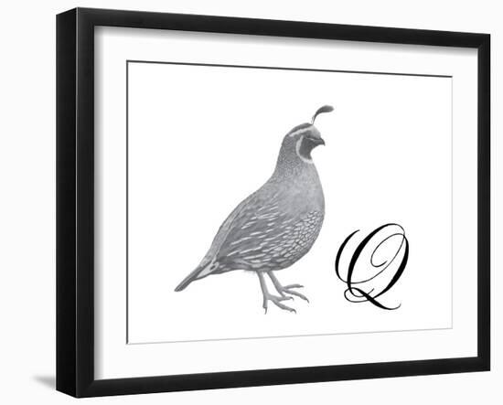 Q is for Quail-Stacy Hsu-Framed Art Print