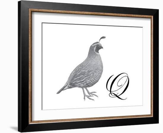 Q is for Quail-Stacy Hsu-Framed Art Print