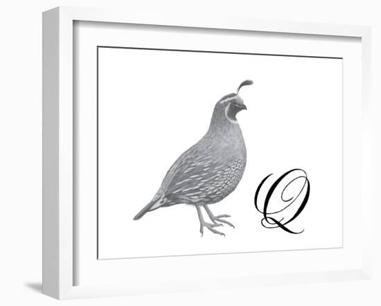 Q is for Quail-Stacy Hsu-Framed Art Print