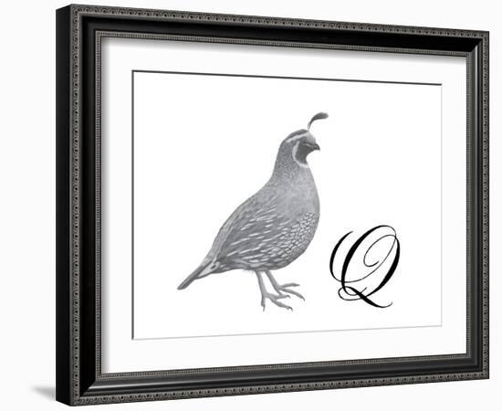 Q is for Quail-Stacy Hsu-Framed Art Print