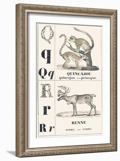 Q R: Quincajou — Renne, 1850 (Engraving)-Louis Simon (1810-1870) Lassalle-Framed Giclee Print