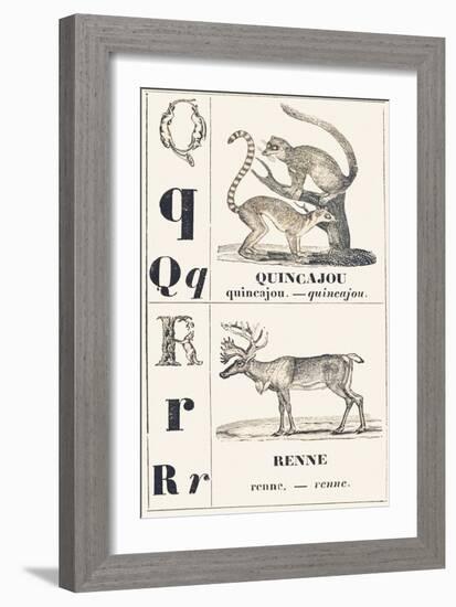 Q R: Quincajou — Renne, 1850 (Engraving)-Louis Simon (1810-1870) Lassalle-Framed Giclee Print