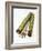 Qat Stems-Cordelia Molloy-Framed Photographic Print