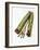 Qat Stems-Cordelia Molloy-Framed Photographic Print