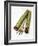 Qat Stems-Cordelia Molloy-Framed Photographic Print