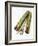 Qat Stems-Cordelia Molloy-Framed Photographic Print