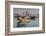 Qatar, Doha, Dhows on Doha Bay with West Bay Skyscrapers, Dawn-Walter Bibikow-Framed Photographic Print