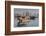 Qatar, Doha, Dhows on Doha Bay with West Bay Skyscrapers, Dawn-Walter Bibikow-Framed Photographic Print