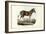 Quagga, 1863-79-Raimundo Petraroja-Framed Giclee Print