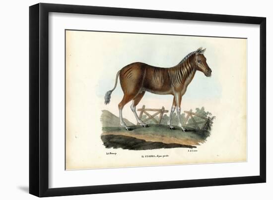 Quagga, 1863-79-Raimundo Petraroja-Framed Giclee Print