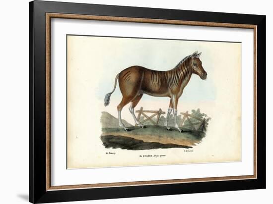 Quagga, 1863-79-Raimundo Petraroja-Framed Giclee Print