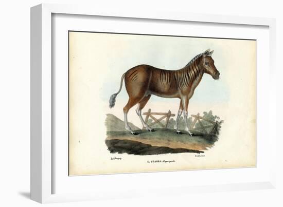 Quagga, 1863-79-Raimundo Petraroja-Framed Giclee Print