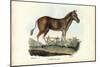 Quagga, 1863-79-Raimundo Petraroja-Mounted Giclee Print