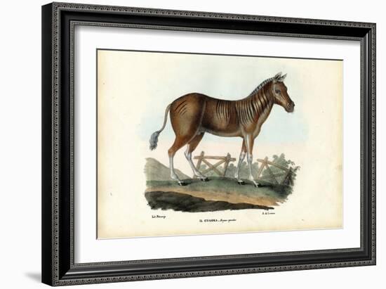 Quagga, 1863-79-Raimundo Petraroja-Framed Giclee Print