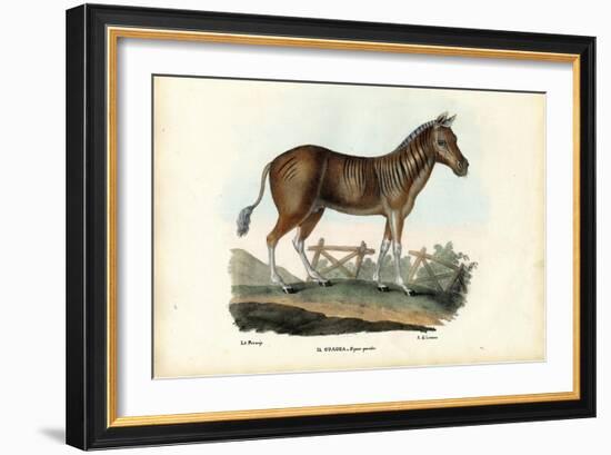 Quagga, 1863-79-Raimundo Petraroja-Framed Giclee Print