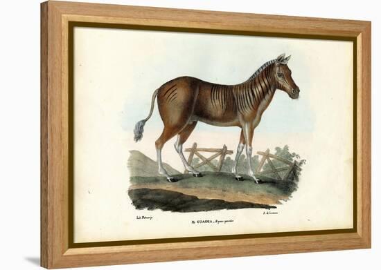 Quagga, 1863-79-Raimundo Petraroja-Framed Premier Image Canvas