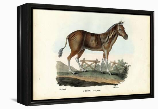 Quagga, 1863-79-Raimundo Petraroja-Framed Premier Image Canvas