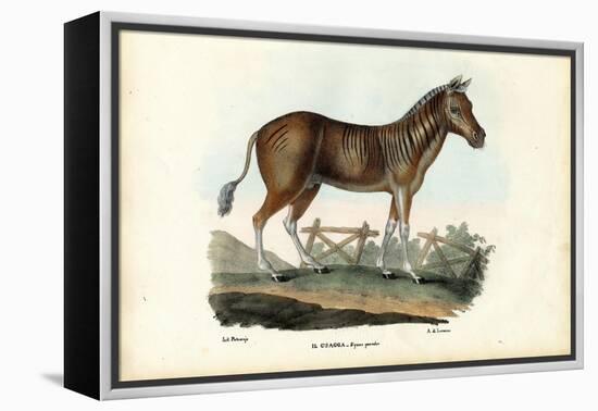 Quagga, 1863-79-Raimundo Petraroja-Framed Premier Image Canvas