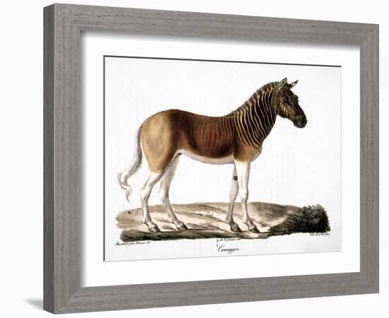 Quagga (Equus Quagga)-null-Framed Giclee Print