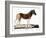 Quagga (Equus Quagga)-null-Framed Giclee Print