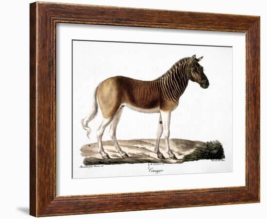 Quagga (Equus Quagga)-null-Framed Giclee Print