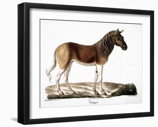Quagga (Equus Quagga)-null-Framed Giclee Print