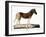 Quagga (Equus Quagga)-null-Framed Giclee Print