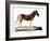 Quagga (Equus Quagga)-null-Framed Giclee Print