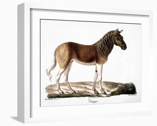 Quagga (Equus Quagga)-null-Framed Giclee Print