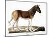 Quagga (Equus Quagga)-null-Mounted Giclee Print