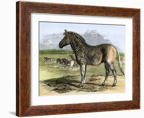 Quagga in the London Zoo, Now Extinct, 1850s-null-Framed Giclee Print