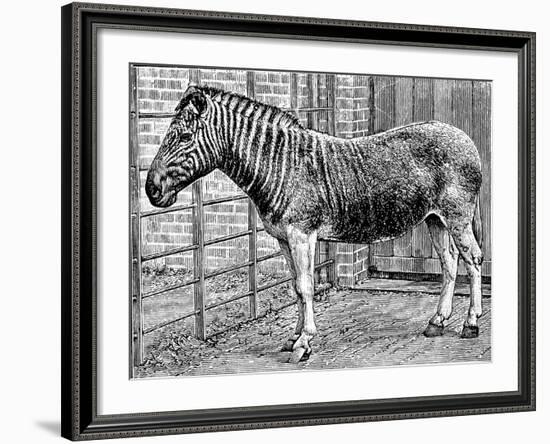 Quagga Mare in London Zoo, C1870-Frederick York-Framed Giclee Print