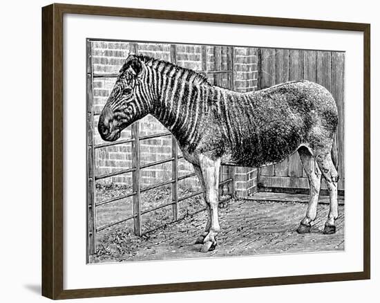 Quagga Mare in London Zoo, C1870-Frederick York-Framed Giclee Print