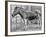 Quagga Mare in London Zoo, C1870-Frederick York-Framed Giclee Print