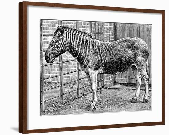 Quagga Mare in London Zoo, C1870-Frederick York-Framed Giclee Print