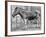 Quagga Mare in London Zoo, C1870-Frederick York-Framed Giclee Print