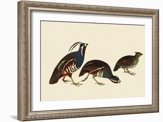 Quail and Bobwhite-John James Audubon-Framed Giclee Print