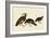 Quail and Bobwhite-John James Audubon-Framed Giclee Print