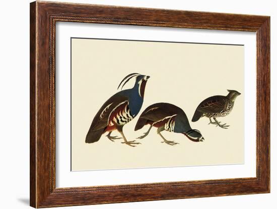 Quail and Bobwhite-John James Audubon-Framed Giclee Print