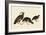 Quail and Bobwhite-John James Audubon-Framed Giclee Print