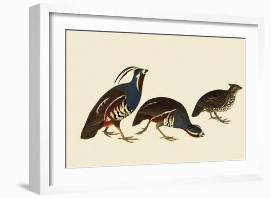 Quail and Bobwhite-John James Audubon-Framed Giclee Print