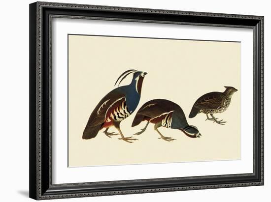 Quail and Bobwhite-John James Audubon-Framed Giclee Print