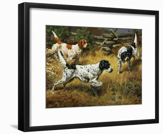 Quail Hides In A Covert From Pointing English Setters Photographic