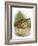 Quail-English-Framed Giclee Print